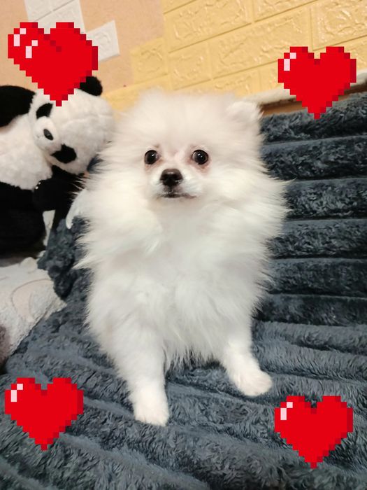 Дівчинка шпіц біленька