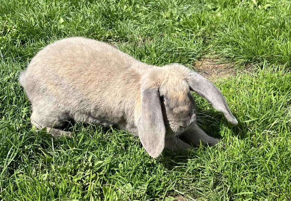 Кролі (німецький строкатий велетень;французький баран)