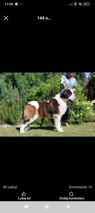 Bernardyn długowłosy suczka ZKwP FCI