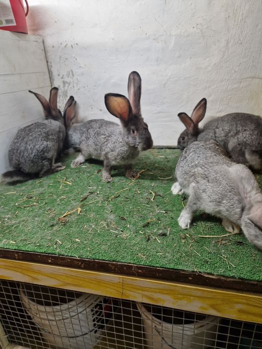 Sprzedam króliki