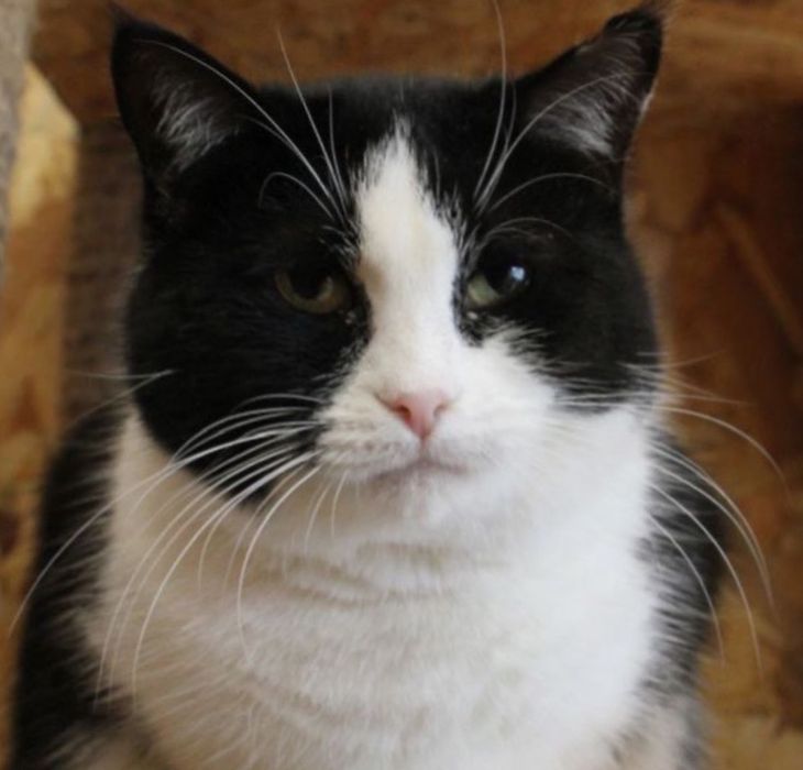 Касатка 2 года, кошка, кошечка