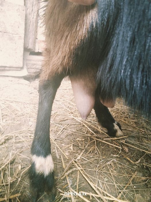 Продам дійну козу