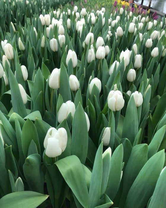 Тюльпан опт и розница к  14 февраля и 8 марта!