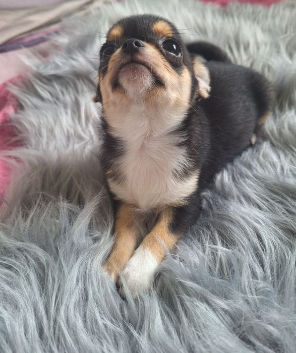 Chihuahua chłopiec