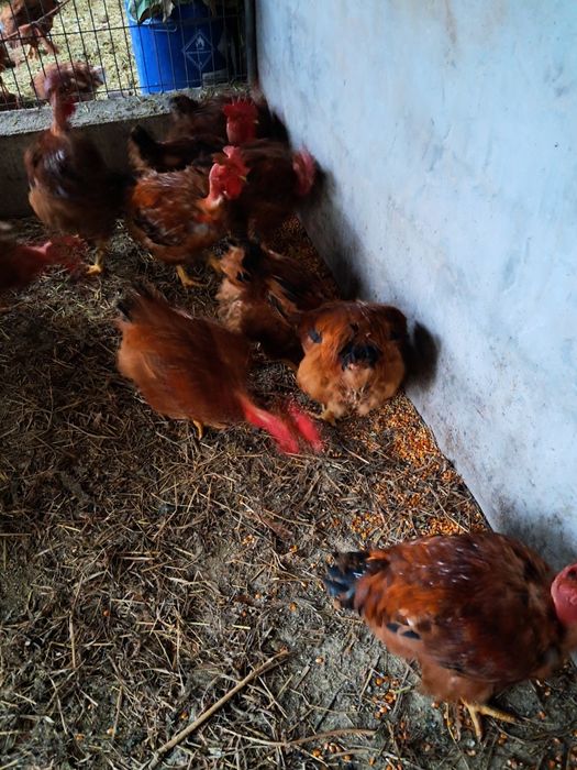 Galos caseiros criados