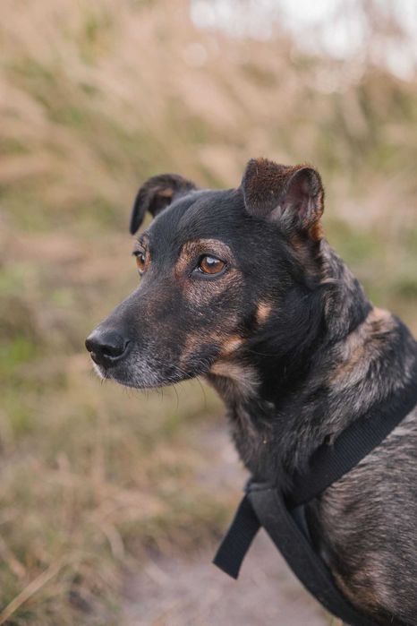 Szukamy stałego i kochającego domu dla Rico