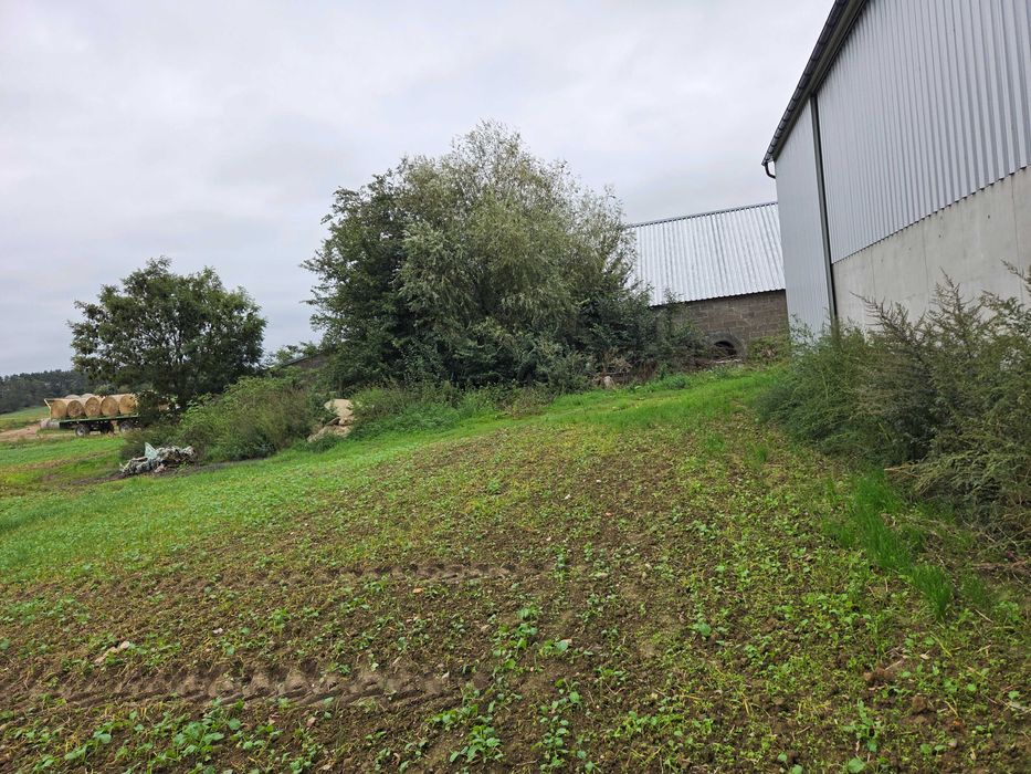 Usługa wykaszania zaniedbanych terenów zielonych