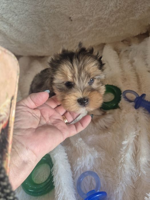 Biewer Terrier Fêmea Choco Melre Criadora Registada PT3088FL