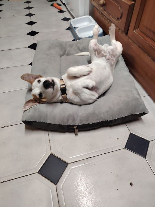 Jack Russell fofinho