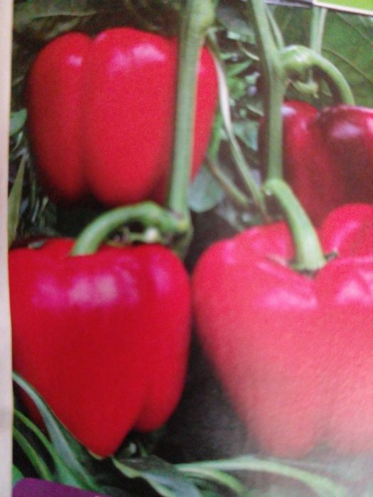 Пропоную насіння гіркого та солодкого перцюю