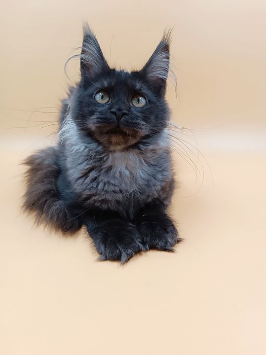 Чудова дівчинка Verra