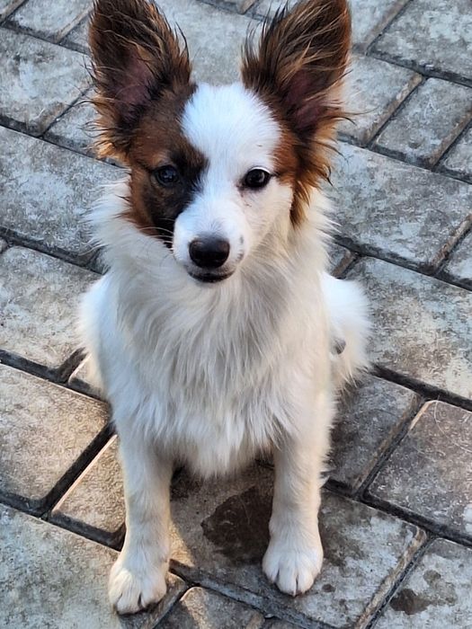 Жужа девочка папильон