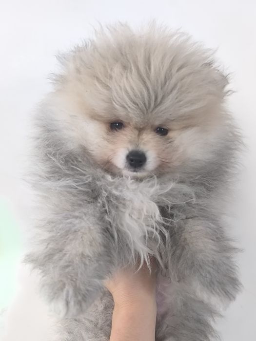 Хлопчик шпіц 3 місяці/обмін на дівчинку