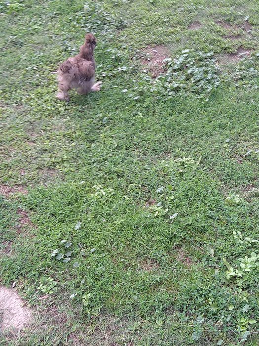 Silka jedwabista kogut silki  drób  ozdobny