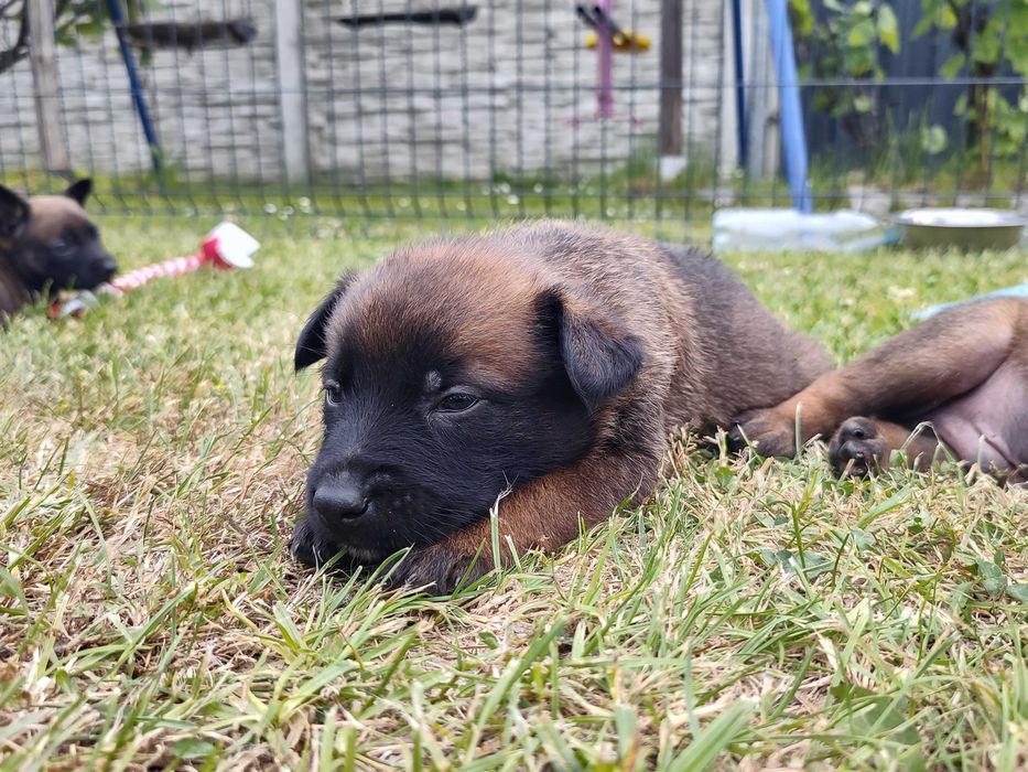 Owczarek Belgijski Malinois FCI