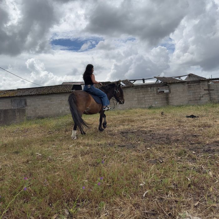 Garrano para venda
