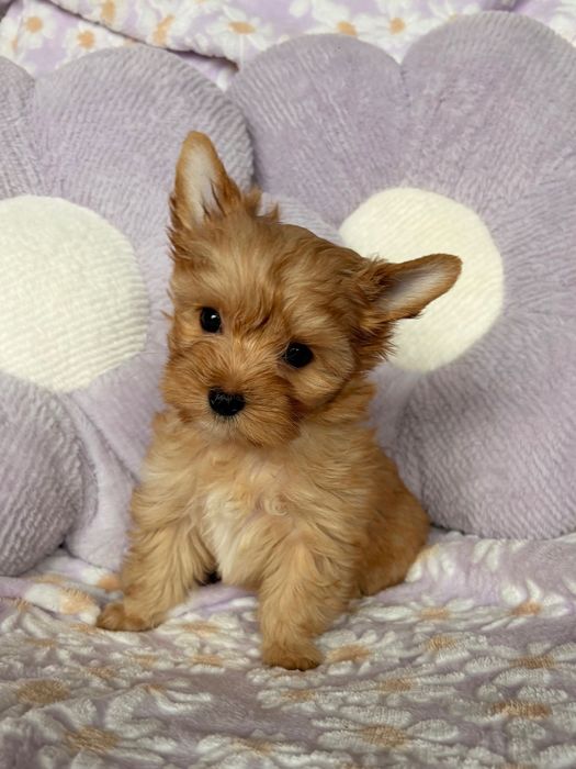 Suczka Golddust Yorkshire Terrier