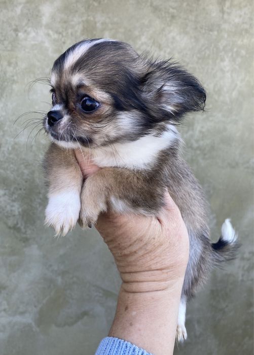 Маленьке сонечко)