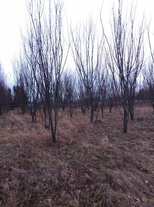 Palma, bazie, kotki. Na pniu