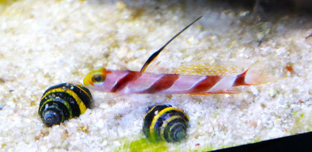 Ślimak Bumble Bee Snail. Morskie