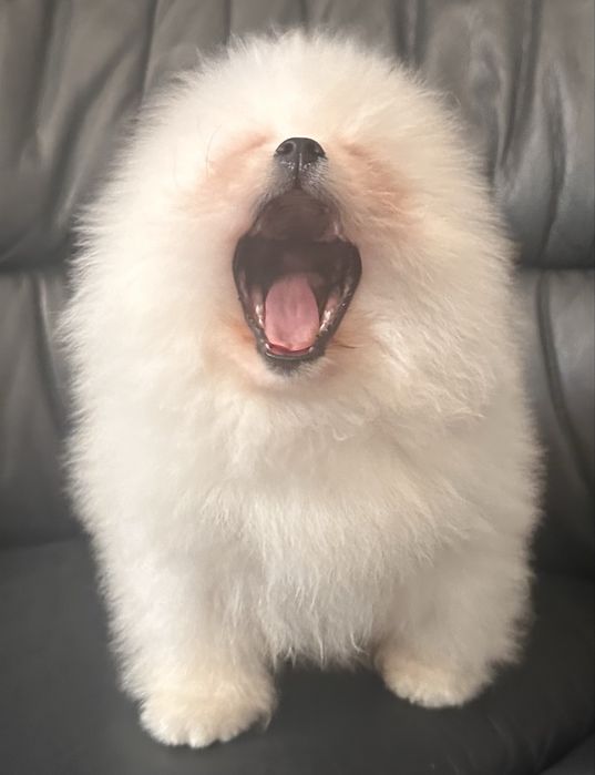 Померанський шпиц boy