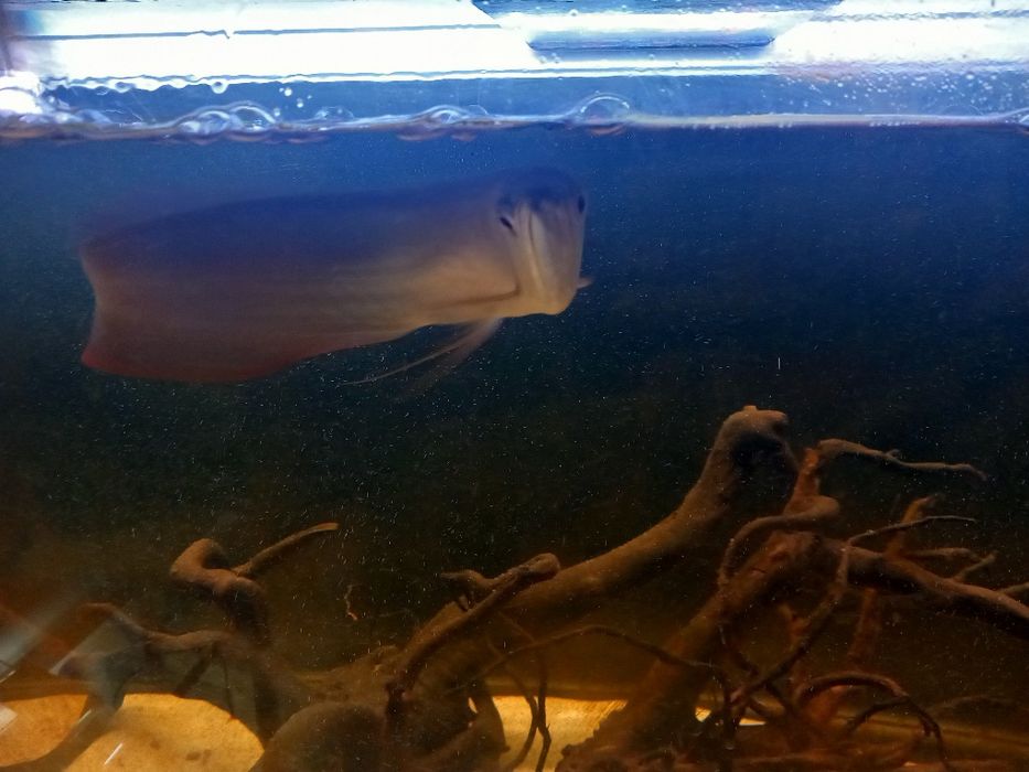 Aruwana prata 30-40cm
