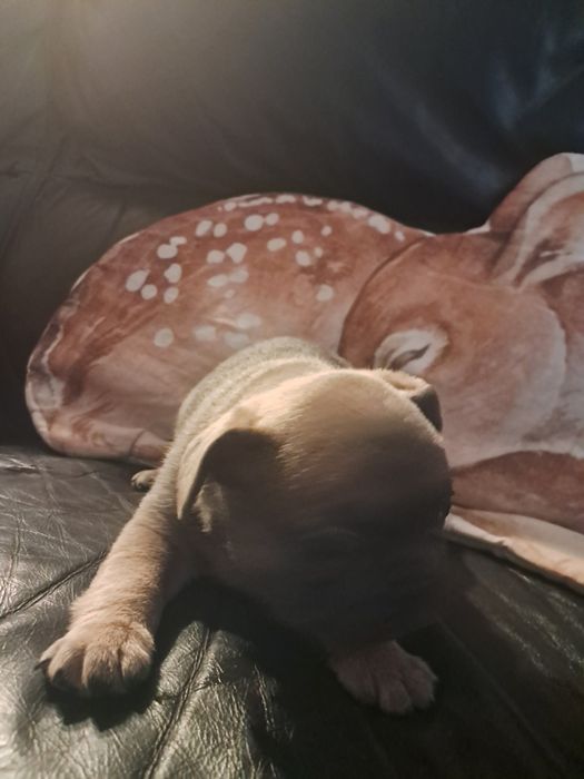 Buldog francuski Lejdi po championce Polski 2025