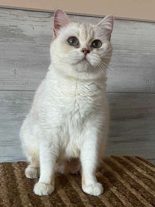 колорного окрасу  кішка