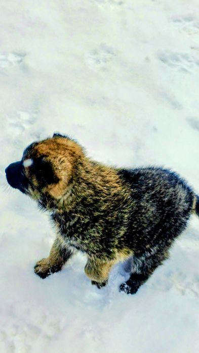 Маленький друг,з великим серцем.