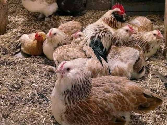Яйце на інкубацію, курчата, Фавероль: лососева.