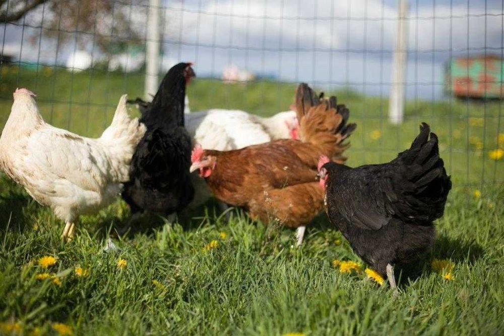 Kurki kokoszki nioski Rosa kolorowa na wybieg transport na miejsce