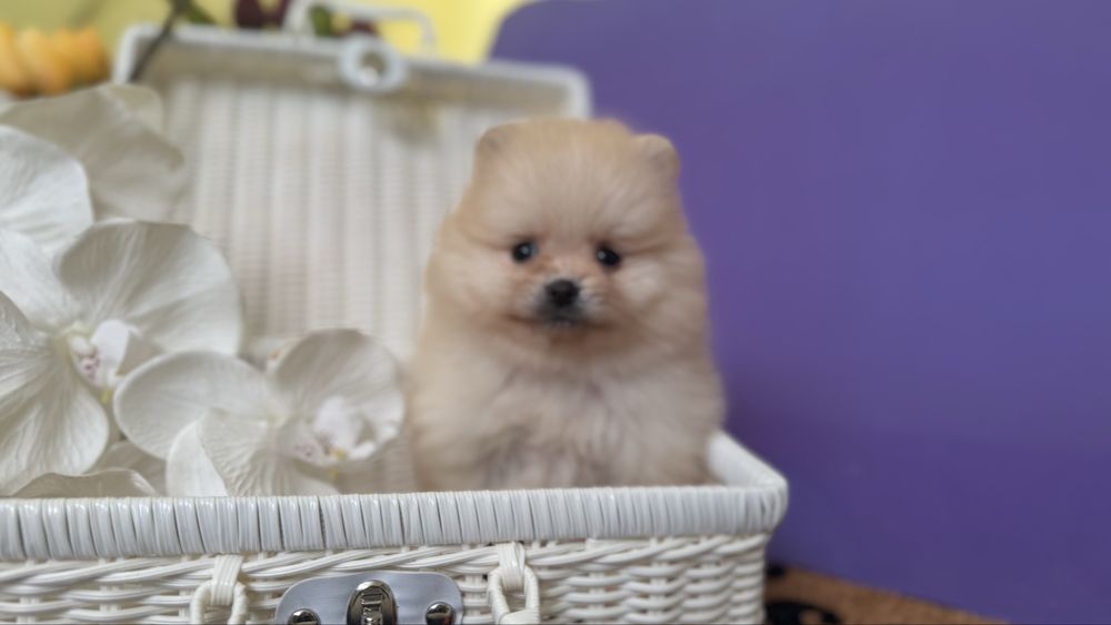 Міні хлопчик шпиць