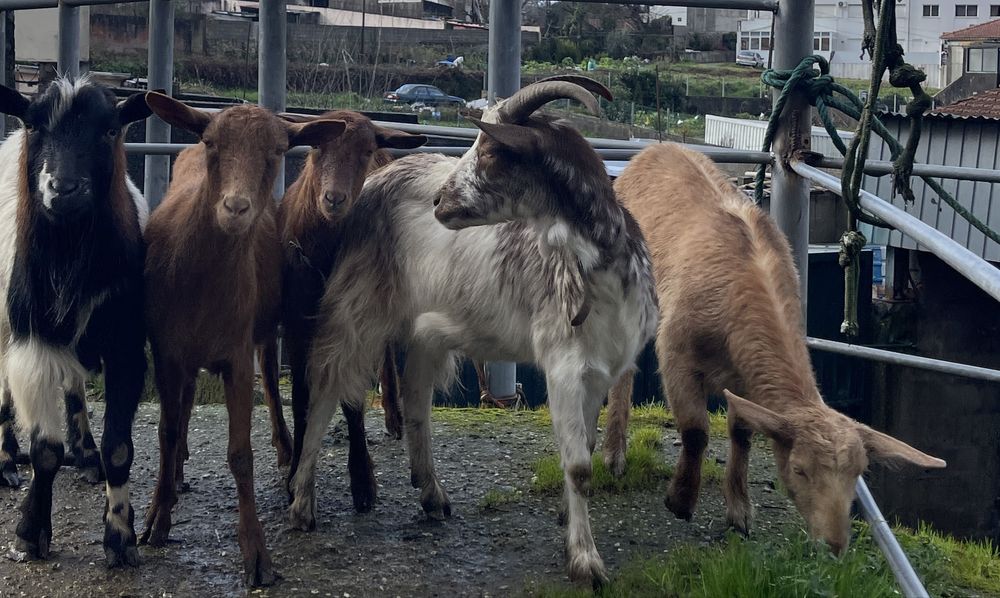 4 cabras prenhas ( cx murciano , floridas ) 1 macho reprodutor