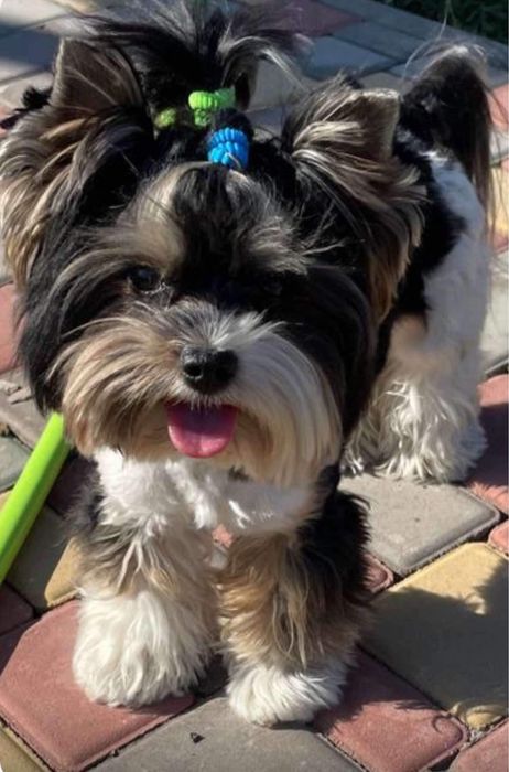 Бівер Йорк найгарніший тато для ваших майбутніх малюків