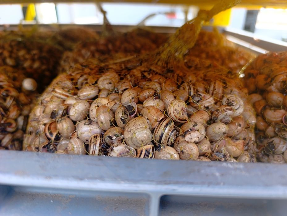 Saco de Caracol e caracol Mitra