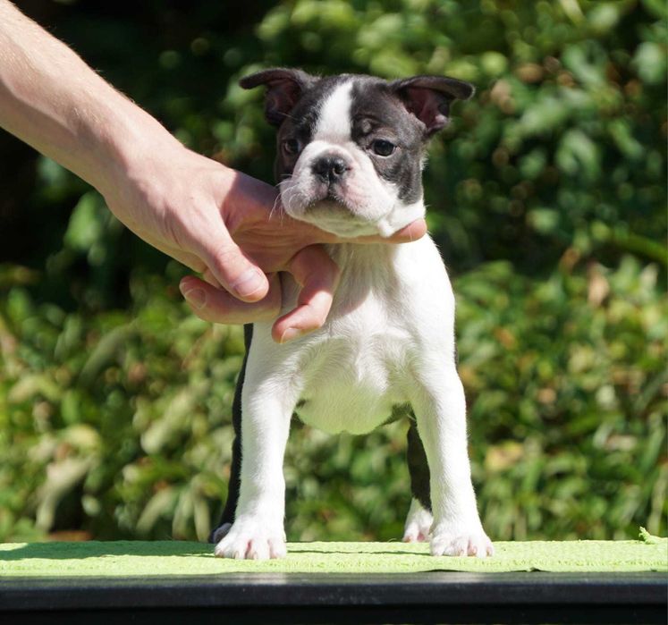 Suczka Boston Terrier - ZKwP/FCI o/Wrocław