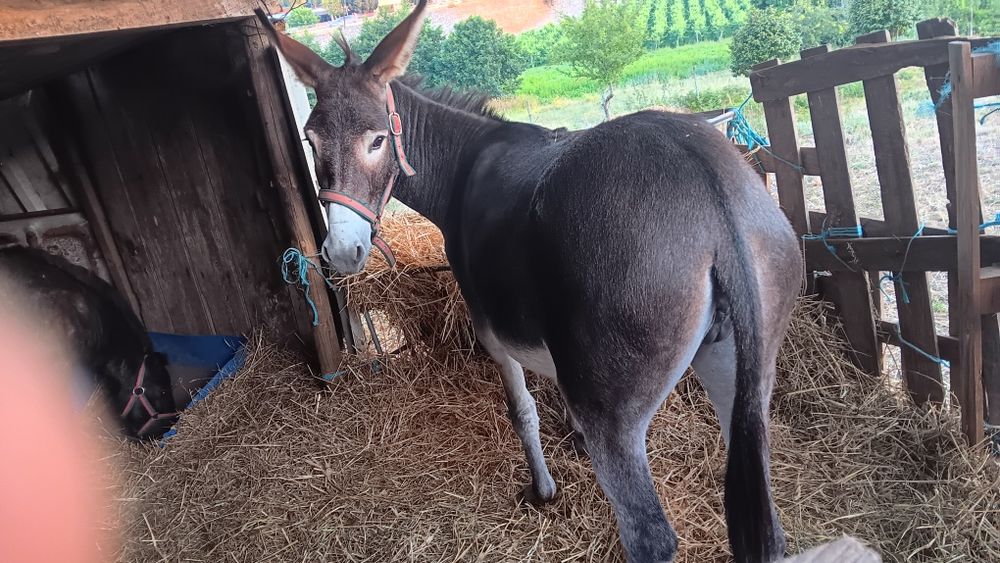 Um pónei e uma burra para venda