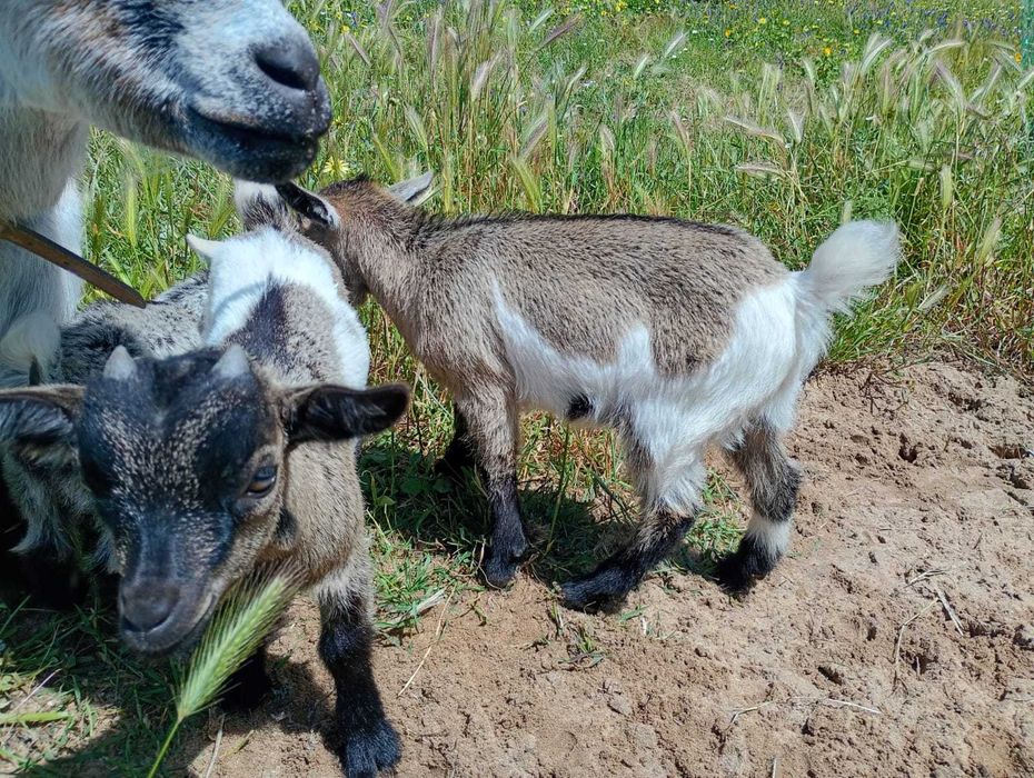 Cabras anãs meiguinhas e mansas