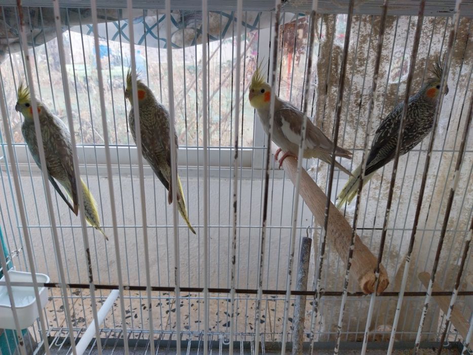 Caturas e mandarins raca gigante