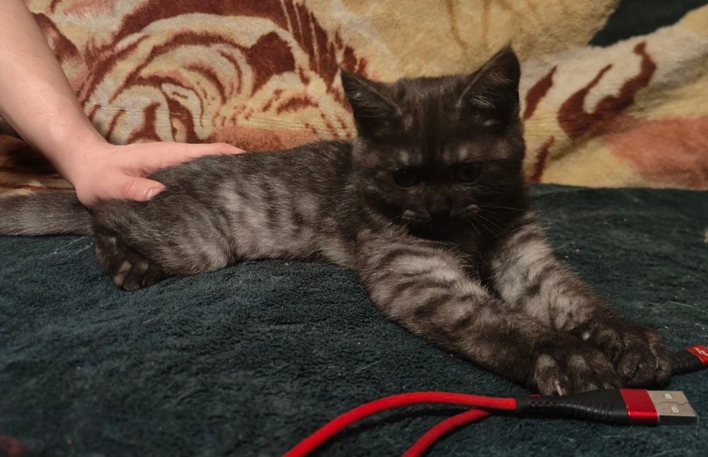 Продам чёрных котят 2 мальчиков мейнкуна