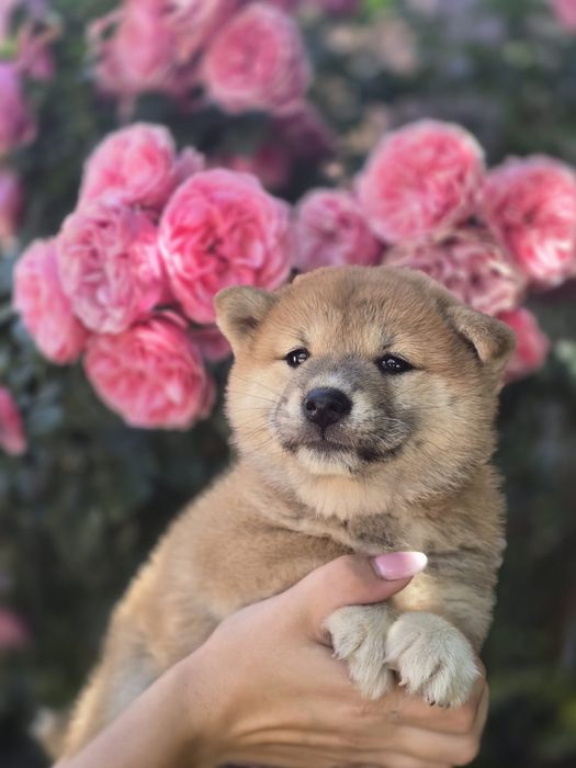 SHIBA INU suczka szczenię z metryką do rezerwacji