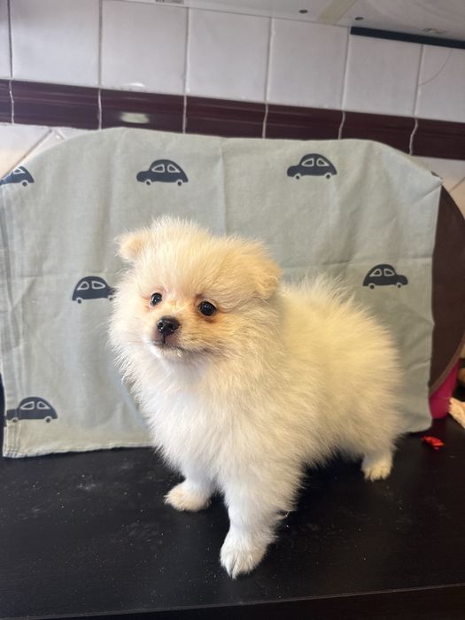 Spitz Alemão/ Lulu da pomerânia Macho Fofinho