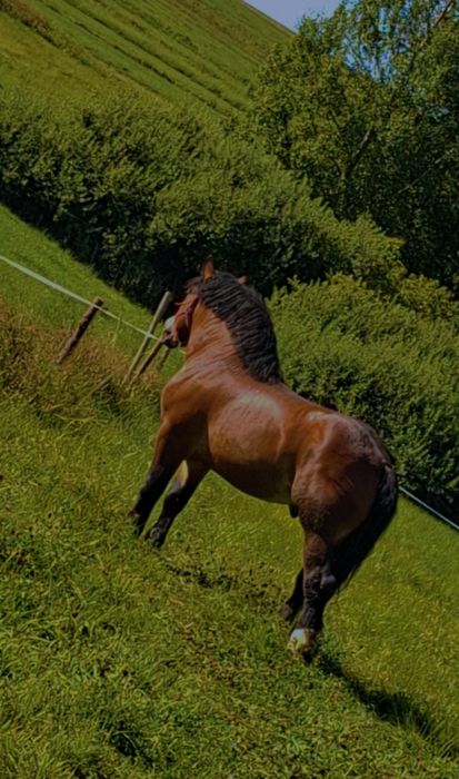 Sprzedam ogiera z licencją