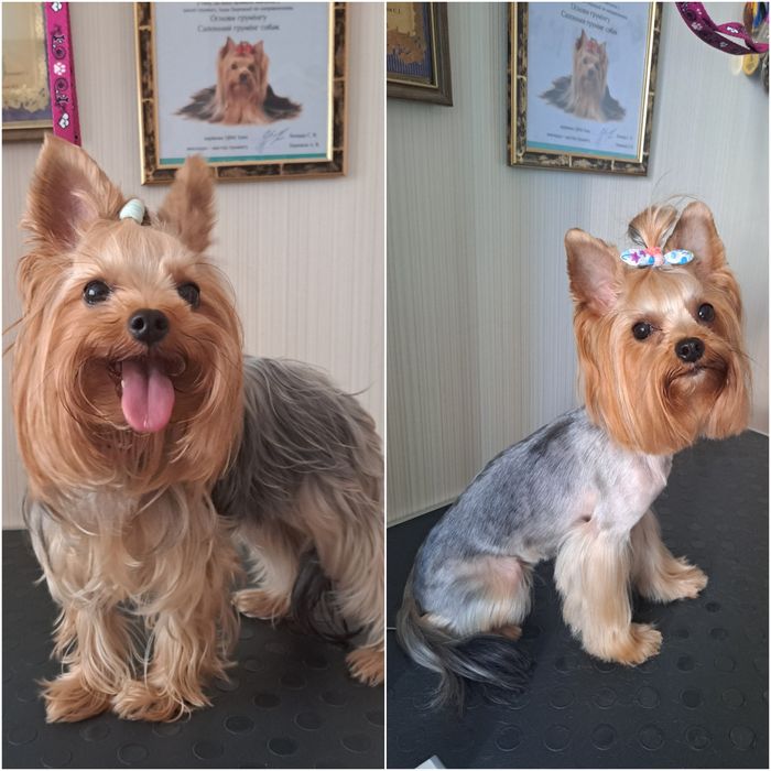 Стрижка собак, котів, грумінг тварин Суми