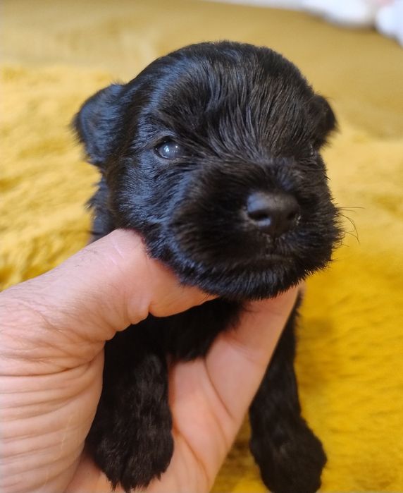 Yorkshire terrier czarnamal