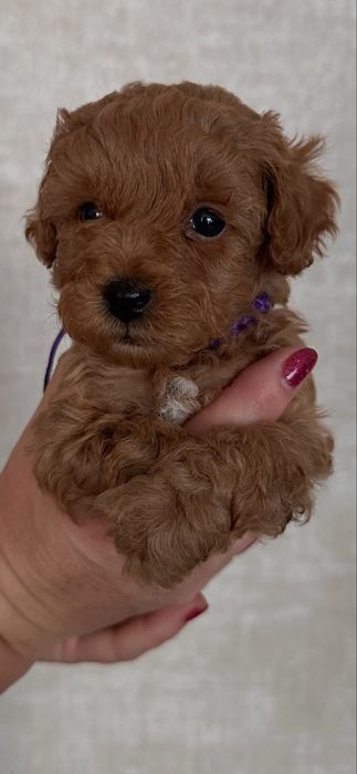 Малюки Той-пудель шукають свою родину.