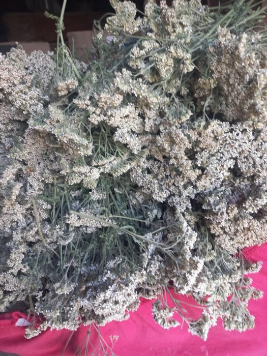 Деревій сухий  квітка