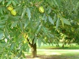 Саджанці та черенки горіха Пекан.Саженцы ореха Пекан.