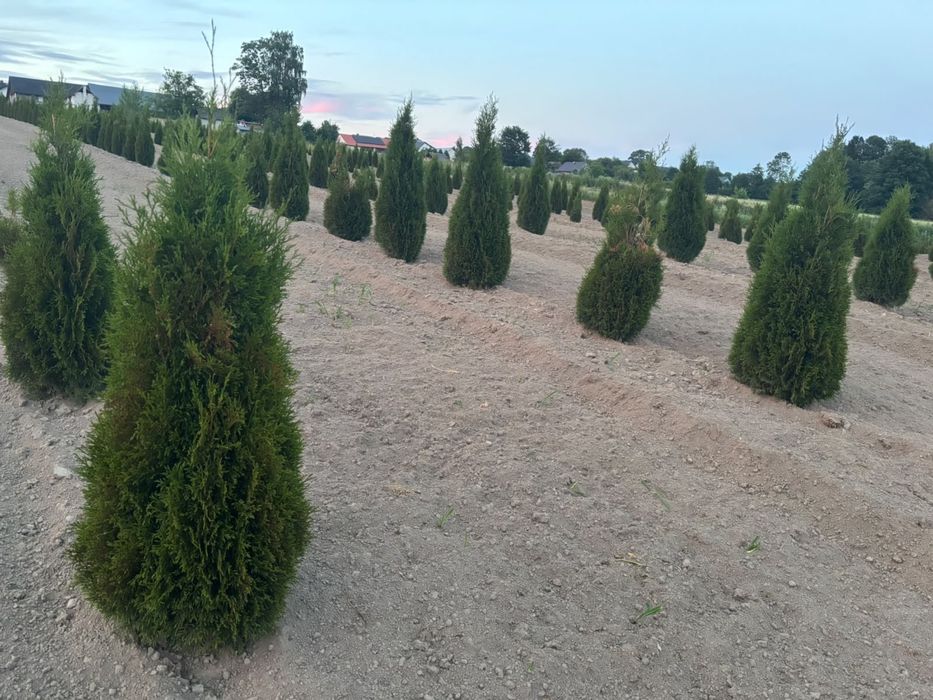Tuja Szmaragd Zielona
