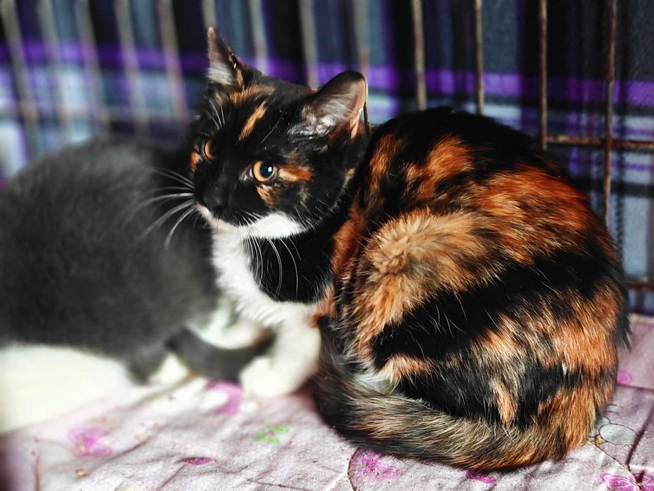 Пеструшка — триколірне кошеня на щастя! 4 міс, кішка кіт